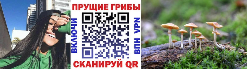 Галлюциногенные грибы Psilocybine cubensis  продажа наркотиков  KRAKEN ССЫЛКА  Магас 